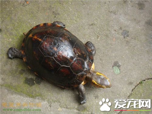 養龜用什麼過濾好 帶你了解養龜的過濾方法