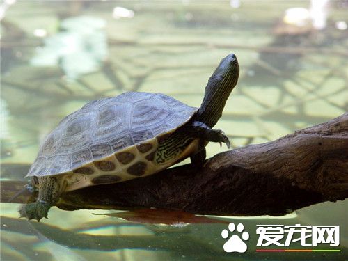 珍珠龜可以干養嗎 飼養珍珠龜最好別干養