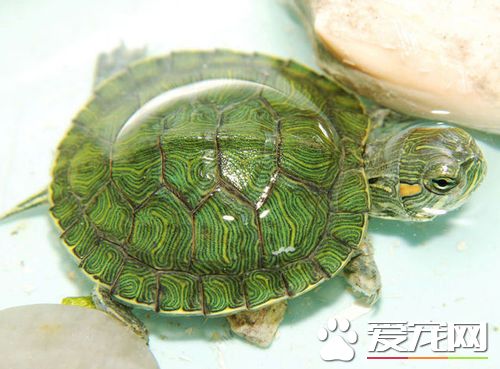 家裡養龜有什麼好處 可以給我們帶來樂趣