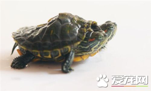 怎麼養觀賞龜 烏龜需要每兩天換水1/2