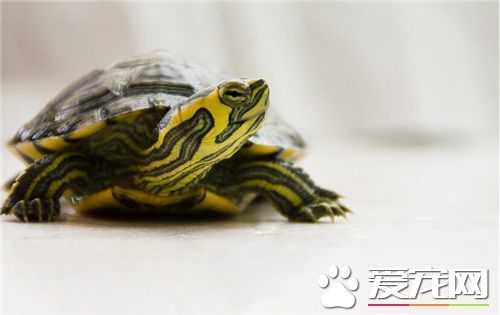 家裡養什麼龜風水好 最好擺在要火的方位