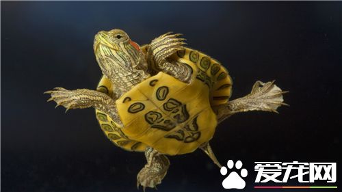 觀賞烏龜吃什麼 給龜喂食的時候一定要規律