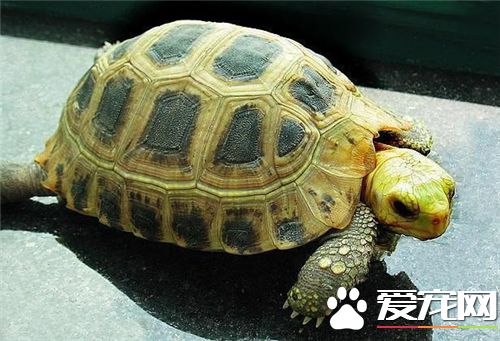 家裡養龜好不好 家裡養龜的五大好處