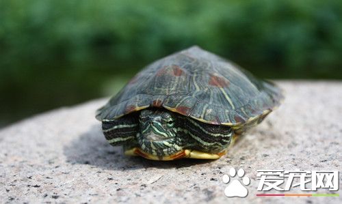 冬天如何養龜 10月份開始長達半年的冬眠