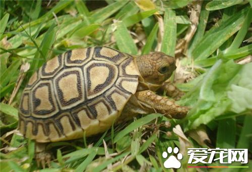 旱龜怎麼養 旱龜一般每2天投喂1次