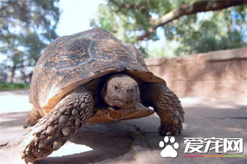 小龜怎樣養 適應的水溫約為23到28度