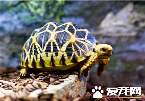 家養龜的種類 五種家養龜的常見種類