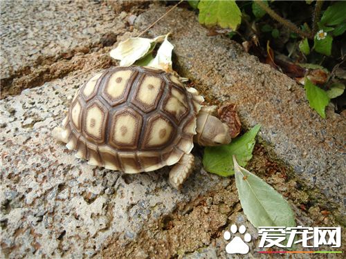 寵物龜冬天怎麼養 冬眠的寵物龜怎麼養