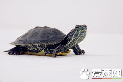 招財龜怎麼養 招財龜的飼養方法及注意事項