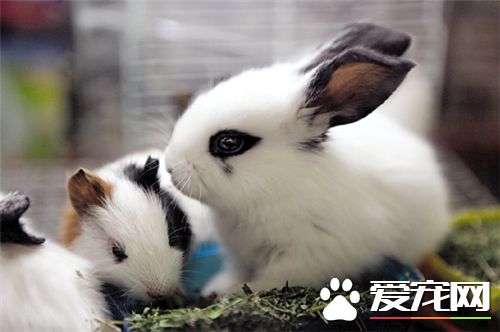 怎麼辨別兔子的公母 公兔的睾丸隱藏在肚子裡