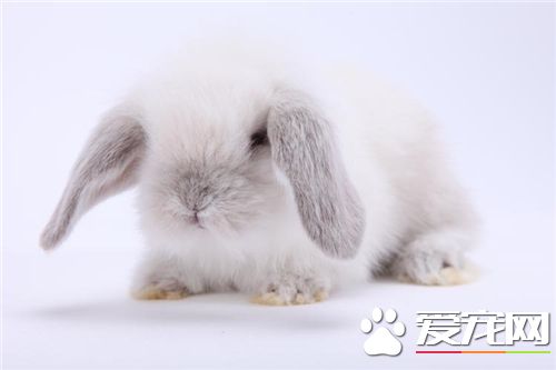 兔子取什麼名字好聽呢 給寵物兔子起名技巧