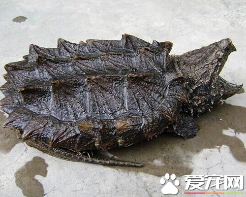 養鳄龜有什麼好處 鳄龜擁有很高的觀賞價值