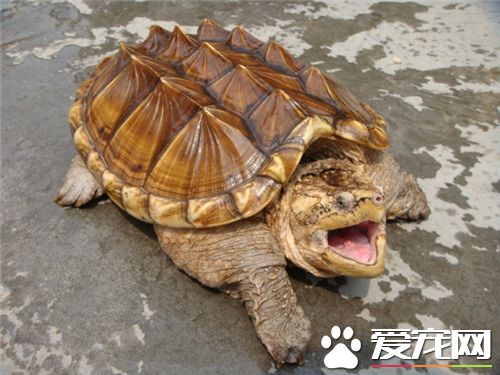 鳄龜為什麼不能放生 對本地物種的生物鏈造成破壞