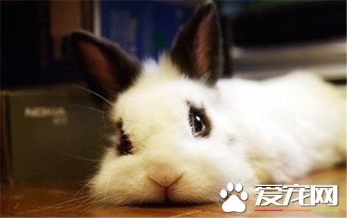 兔子最愛吃什麼草 兔子應該吃苜蓿草