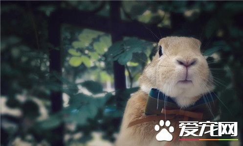 兔子有什麼顏色的 最常見的是黑色白色灰色