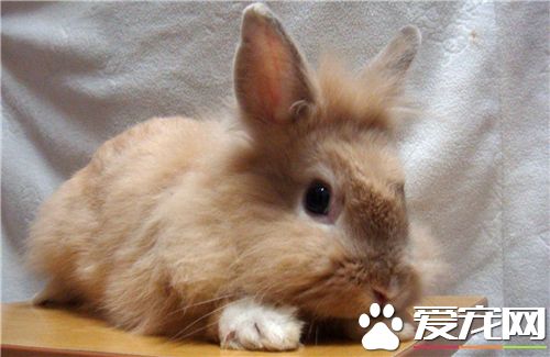 兔子飼養與管理 兔子飼養需要特別注意地方