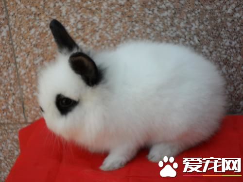 養兔子注意事項 飼養小兔子的六大注意事項