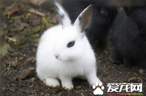 兔子可以吃火腿腸嗎 可以偶爾吃一些