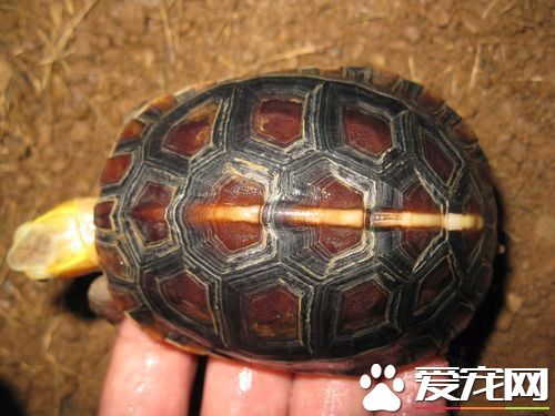 黃緣龜好養嗎 黃緣龜飼養需要注意的事項