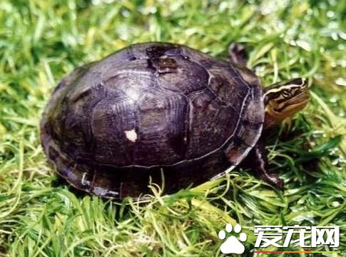安布龜吃什麼 安布龜一般吃水生植物為主
