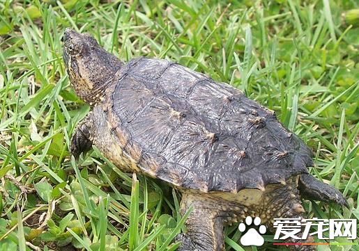 擬鳄龜值錢嗎 擬鳄龜價格要比真鳄龜價格便宜