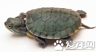 新手養什麼龜好 適合新手飼養的三種烏龜