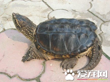 擬鳄龜吃什麼 擬鳄龜是雜食性的動物