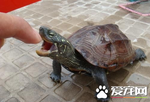 養龜用什麼過濾器 40W以下內置過濾即可