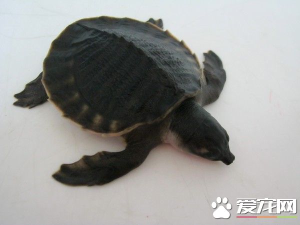 家裡養什麼龜招財 可以養只中華草龜來招財