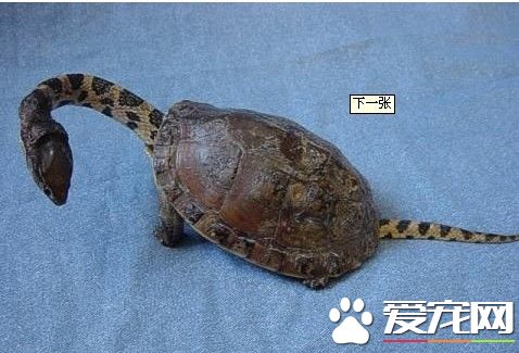 蛇頸龜好養嗎 最好可以提供深淺水區域給它們