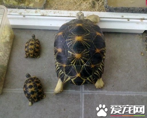 輻射龜怎麼養 輻射龜飼養需要注意的事項