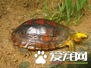 火焰龜好養嗎 火焰龜飼養需要注意的事項