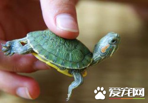 烏龜是招財的嗎 烏龜在風水中的寓意是招財納財