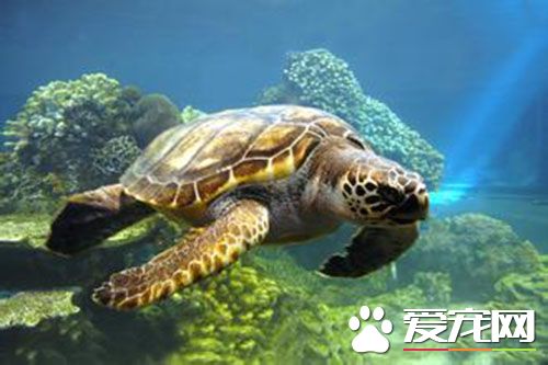 烏龜蛋是什麼樣子的 呈圓球形或長橢圓形