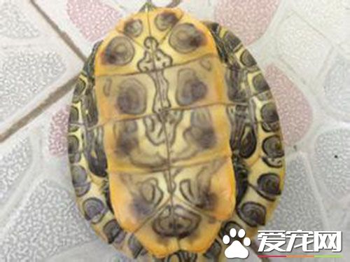 烏龜怎樣睡覺 烏龜睡覺都有20分鐘的淺眠期