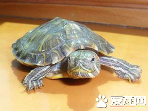 烏龜怎麼放生 放生要合理不能隨便放生