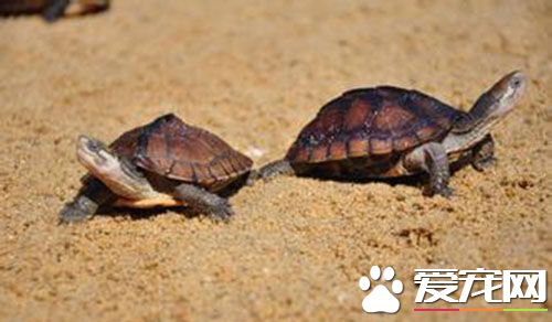 烏龜是雜食動物嗎 寵物烏龜是雜食動物