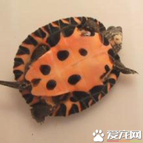 烏龜是不是王八 屬於同一科的兩種不同的動物