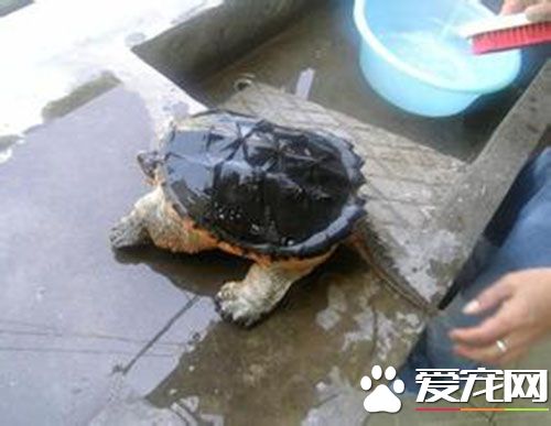 烏龜會退殼嗎 烏龜半年到一年掉一次殼