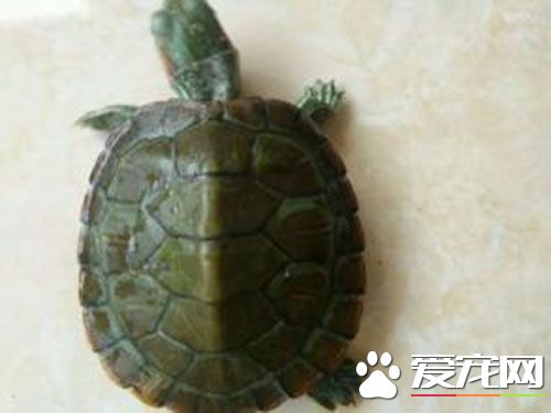 烏龜是群居動物嗎 烏龜一般都是獨居動物