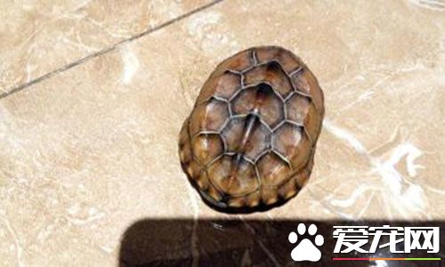 烏龜和王八一樣嗎 王八跟烏龜的區別