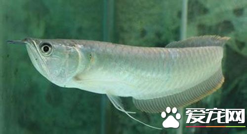 銀龍魚要怎麼養 每周至少換水20%-30%左右