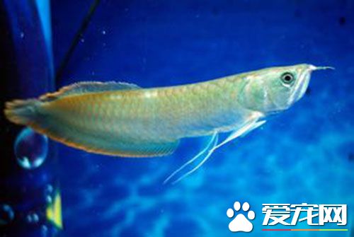 銀龍魚的風水作用 銀龍魚作為金的代表