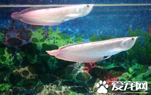 銀龍魚厲害嗎 銀龍魚屬於大型觀賞魚體格強壯