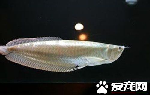 銀龍魚怎麼繁殖 銀龍魚繁殖需要注意的事項