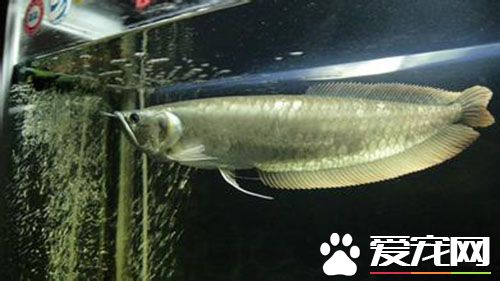 銀龍魚招財嗎 銀龍魚的風水作用是什麼