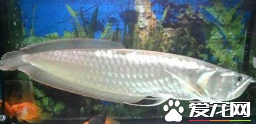 銀龍魚和紅龍魚混養 理論上來說是可以的