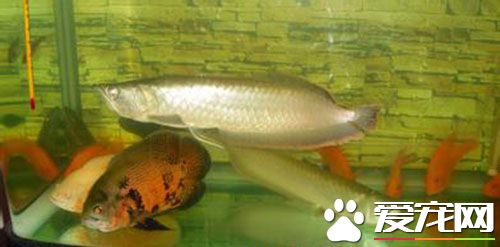世界最大銀龍魚 世界最大銀龍魚有多少斤