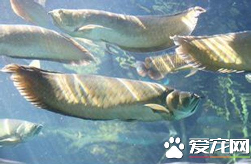 銀龍魚能混養嗎 一般不宜與其它魚混養