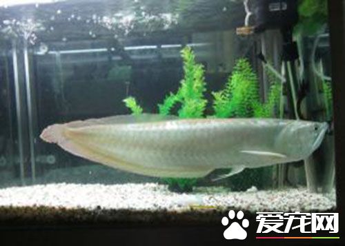 銀龍魚是不是風水魚 銀龍魚的風水作用